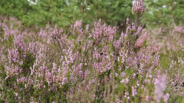 Heather purple květiny v podzimním lese. video záznam — Stock video