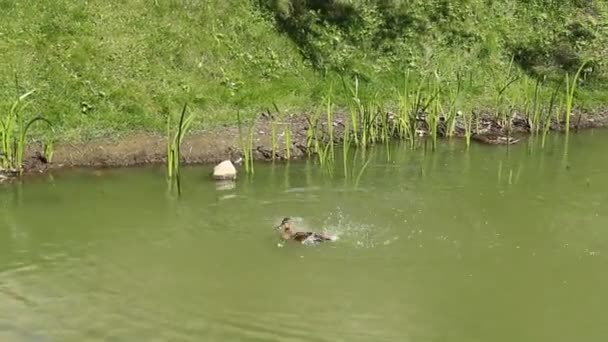 Gelukkig eend in een hete middag op het water — Stockvideo