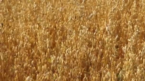 Oats field. Mature ear. — Stock Video