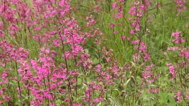  Floraison de fleurs de prairie rouge un jour d'été .