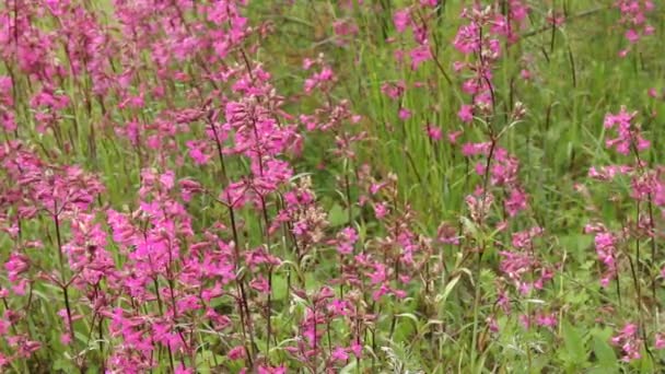 Bloei rode weide bloemen op een zomerdag. — Stockvideo