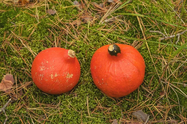 Abóboras de laranja em um fundo verde — Fotografia de Stock