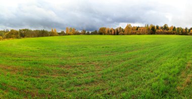 Kış tahıl bitkileri yeşil alan arka plan uzak çekim.