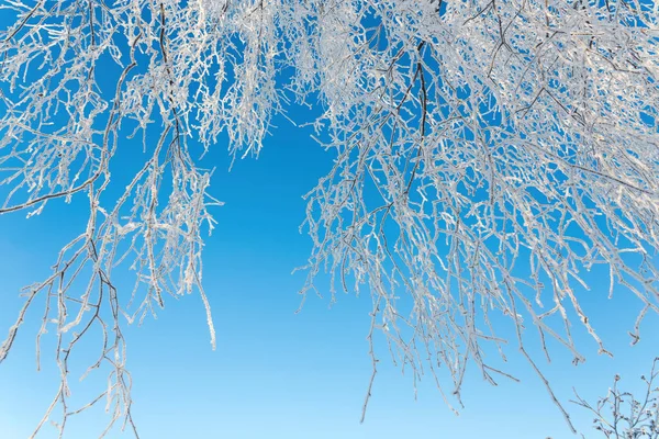 Natuurlijke winterachtergrond. — Stockfoto