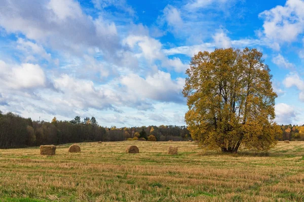 フィールドに巨大な古いリンデン ツリー。秋の風景. — ストック写真