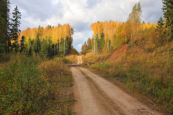 黄金の秋の森林道 — ストック写真
