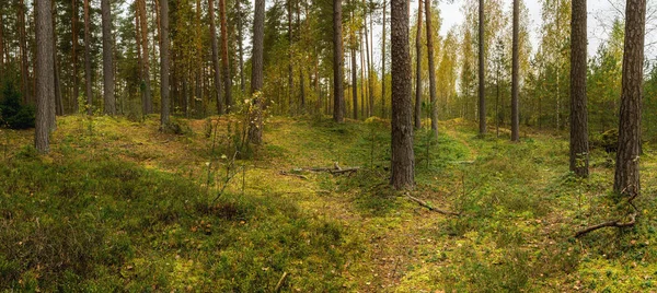Vista del bosque de pinos, otoño — Foto de Stock