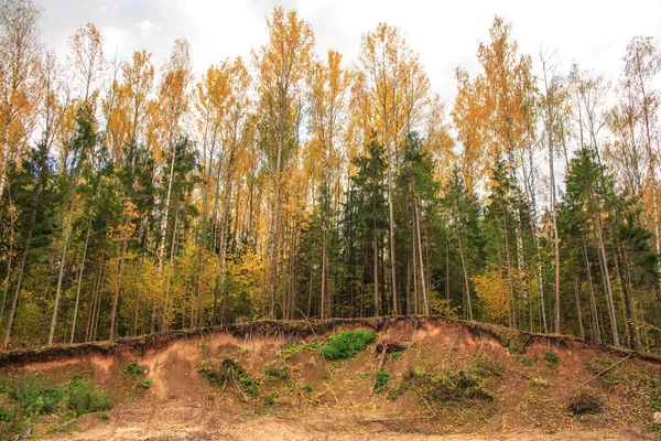 Otoño, bosque, abedules y abetos, hojas amarillas, sobre un barranco — Foto de Stock