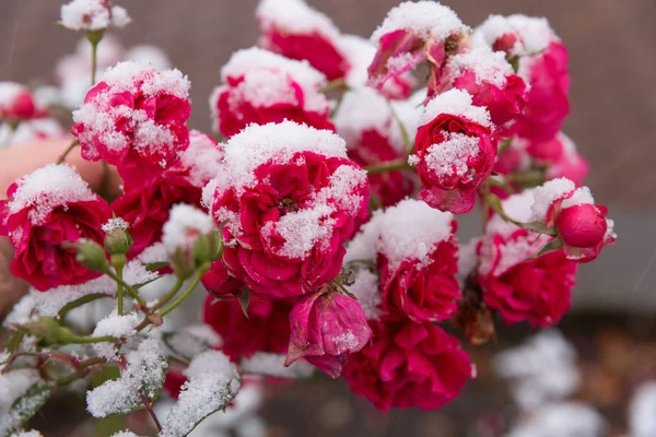 Tuin rozen in de sneeuw — Stockfoto