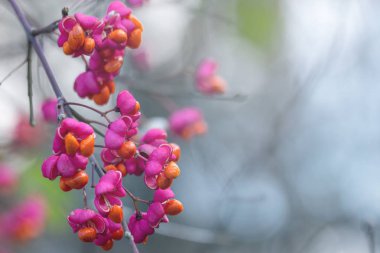 Şube Youmin arka plan bokeh ile