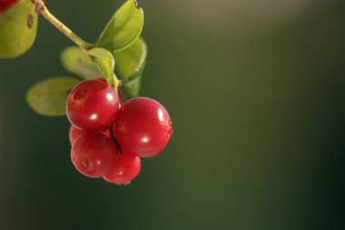 Yaprakları ile vahşi Fuska (foxberry, İsveç kirazı).