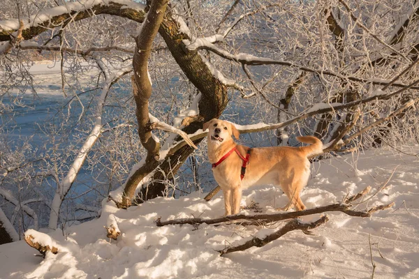 Großer Hund, Schnee, Frost, Golden Retriever — Stockfoto