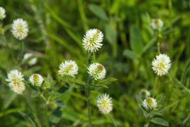 Yaz yeşil arka plan. Beyaz yonca. Çiçekler. Bahar arka plan. Doğa arka plan. Çiçek beyaz çiçek tarlasında. Seçici odak