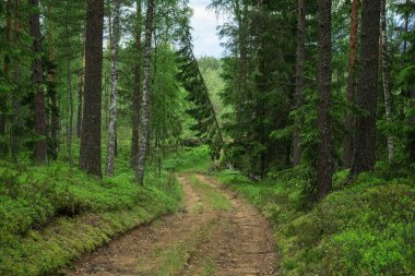 Orman yolu. Beyaz Rusya'nın ayrılmış orman. Centennial firs büyümek. Orta Avrupa doğası. Yaz aylarında orman.