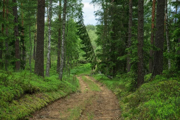 Camino Bosque Bosques Reservados Belarús Los Abetos Centenarios Crecen Naturaleza — Foto de Stock