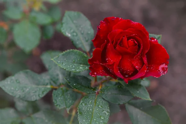 Flores Favoritas Uma Rosa Muito Bonita Linda Rosa Vermelha Com — Fotografia de Stock