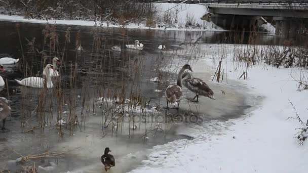 Wildschwäne überwintern in der Natur. — Stockvideo