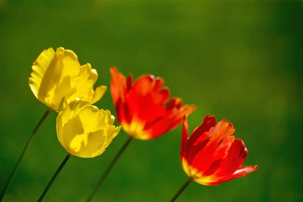 Fondo de primavera con flores de tulipán — Foto de Stock