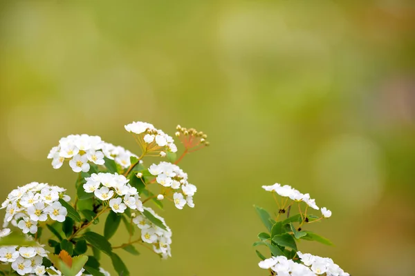 背景をぼかした写真緑のシモツケの開花 — ストック写真