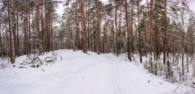 Panorama. kış orman. Kış manzarası.