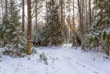 kar kış orman yolundaki