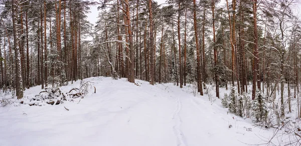 Panorama. kış orman. Kış manzarası.