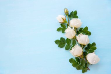 mavi zemin üzerine beyaz gül çiçek