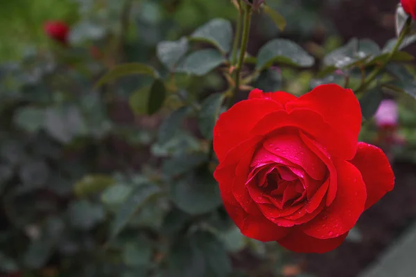 Rosa vermelha chá-híbrido — Fotografia de Stock