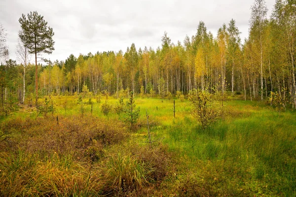 森の沼の黄金色の秋 — ストック写真
