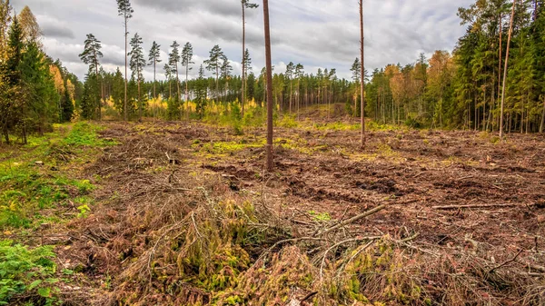 Avskogning. Reproduktion av skogar. — Stockfoto