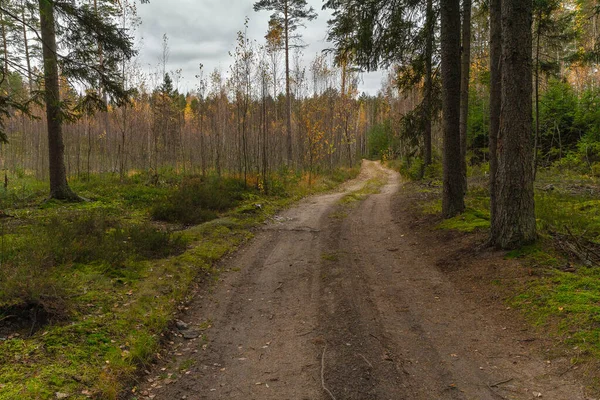 Camino forestal, bosque mixto — Foto de Stock