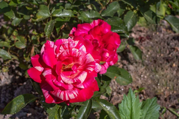 Rose té híbrido satén . —  Fotos de Stock