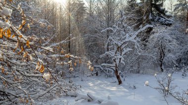 Kış ormanı, don, güneş ışını