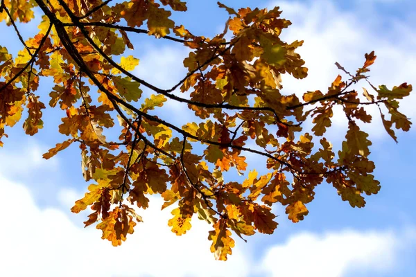 branch of an oak, blue sky. Autumn background.
