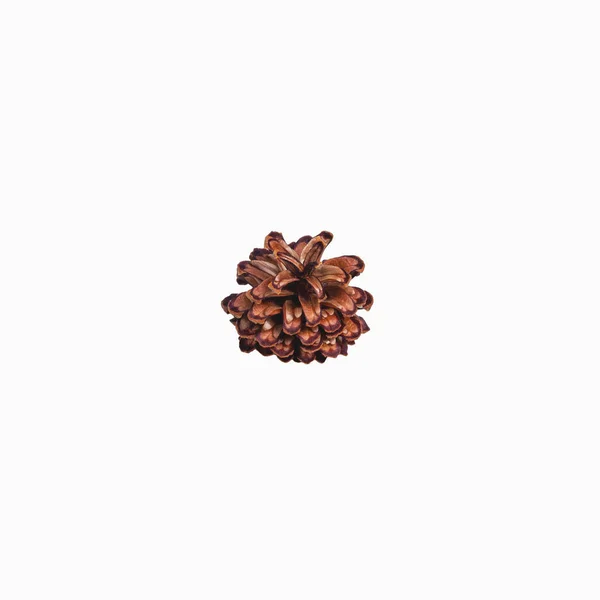 Cono de pino marrón, fondo blanco — Foto de Stock
