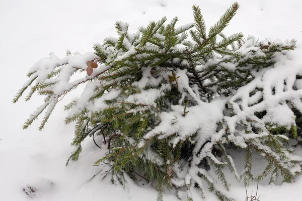 Dit Een Klein Beschutting Voor Winter Tegen Vorst Rozenstruiken Tuin — Stockfoto