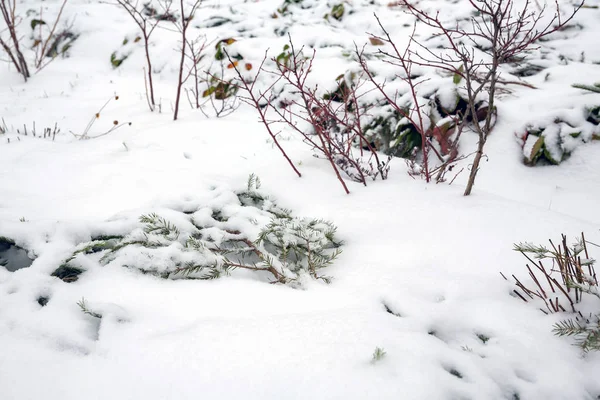 Dit Een Klein Beschutting Voor Winter Tegen Vorst Van Het — Stockfoto