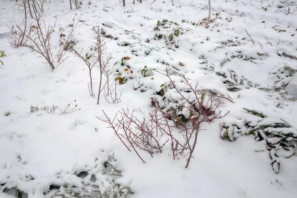 Egy Kis Darab Menedék Télre Kertben Ültetett Földieper Fagyok Elől — Stock Fotó