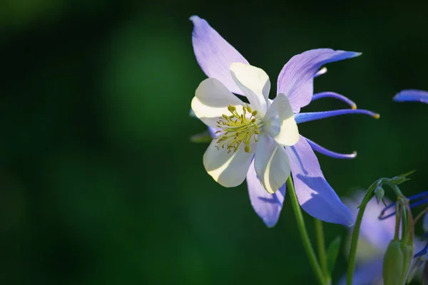 コロンビンはライラック多年草の庭の花です 濃い青紫色の開花が1つあります コロンビンの花Aquilegia Laramensis アメリカ 暗いぼやけた背景 クローズアップ — ストック写真
