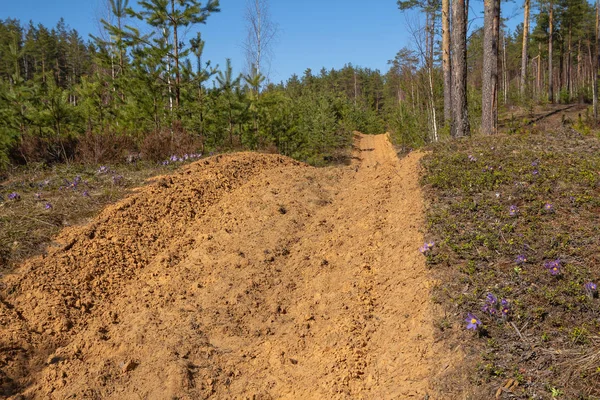 Tallskog Tomt Med Plöjd Mark Reservatet Som Skyddar Skogen Från — Stockfoto