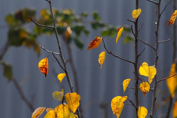 Αυτή Είναι Μια Νεαρή Βερίκοκα Φθινόπωρο Λαμπερά Κίτρινα Φύλλα Βερίκοκου — Φωτογραφία Αρχείου