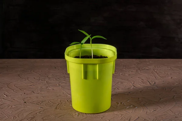 Deze Peper Zaailing Een Groene Pot Gelegen Een Donkere Achtergrond — Stockfoto