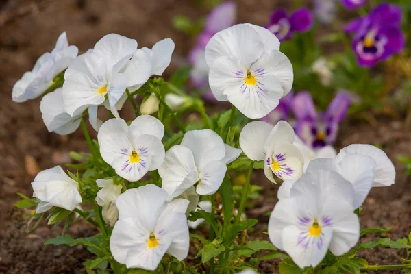 Viola blanca floreciente — Foto de Stock