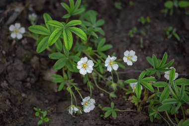 Potentilla alba, tıbbi bitki.