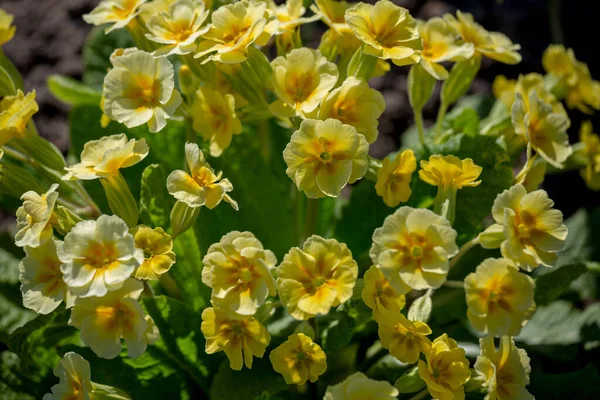 Gele bloemen primrose. — Stockfoto