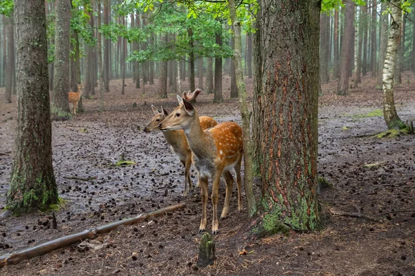 Veado manchado, nippon Cervus Imagens De Bancos De Imagens Sem Royalties