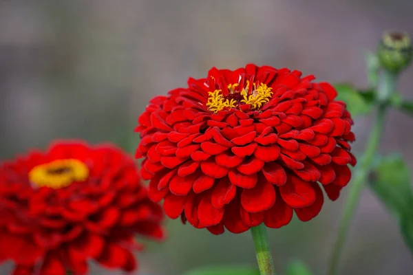 Luxus virág piros zinnia. — Stock Fotó