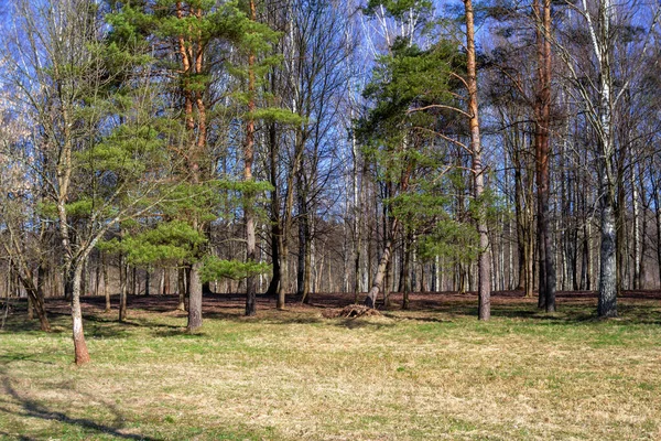 Vroeg Voorjaar Voorjaarslandschap Een Gemengd Bos Bij Fel Zonlicht Gezellig — Stockfoto