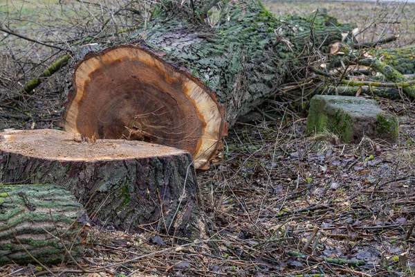 Vecchio albero abbattuto — Foto Stock