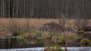 beaver house, hut, lodge clipart